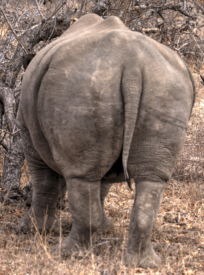Wide mouth rhino rear